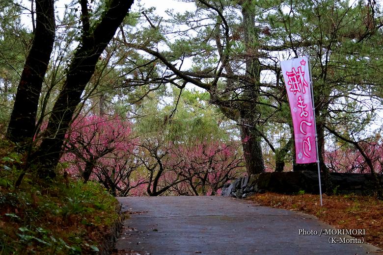 住吉神社 梅園の梅