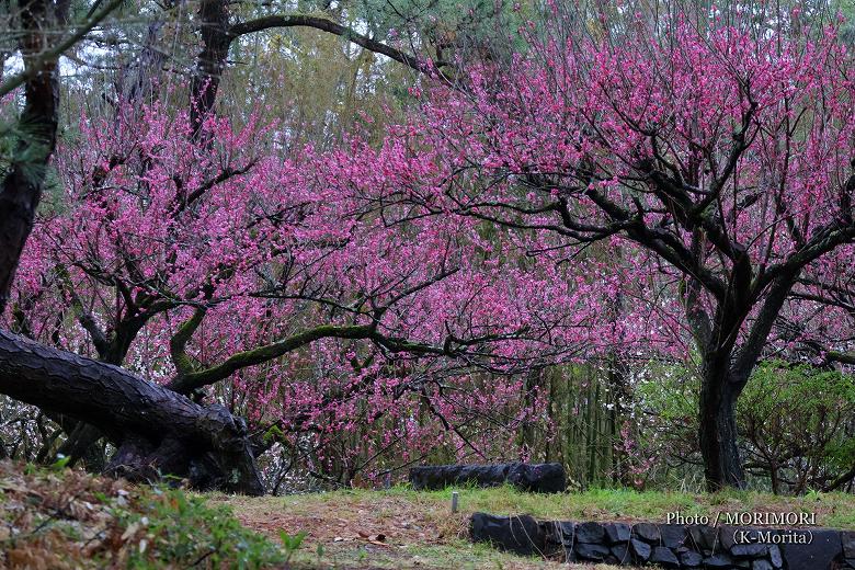 住吉神社 梅園の梅