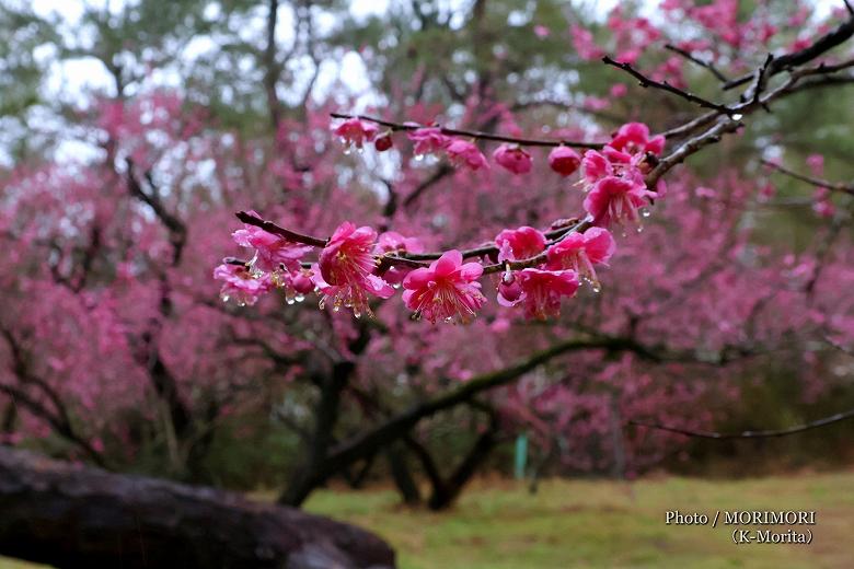 住吉神社 梅園の梅