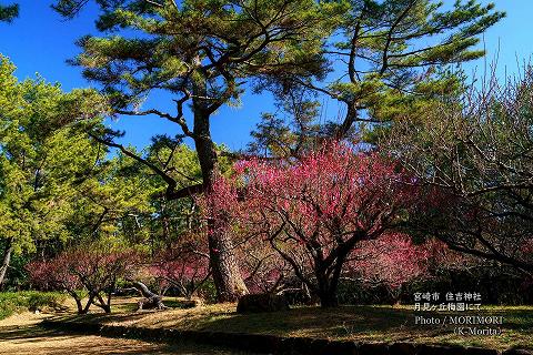 住吉神社　月見ヶ丘梅園