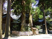 高千穂神社　夫婦杉　02