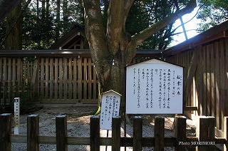 天岩戸神社　御神木おがたまの木　平成24年撮影　05