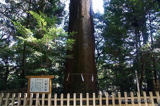 高千穂神社秩父杉 平成24年撮影差し替え 高千穂神社秩父杉 平成24年撮影差し替え