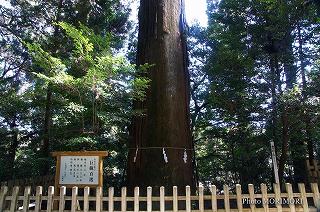 高千穂神社秩父杉　平成24年撮影差し替え