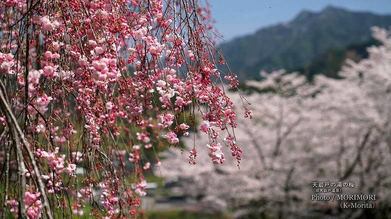 「天岩戸の湯」の桜（2021年撮影）