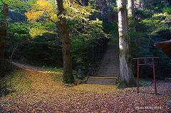 落葉　と　階段