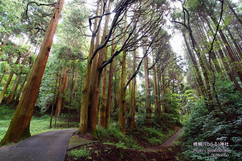 槵觸神社 裏参道の杉の巨木群