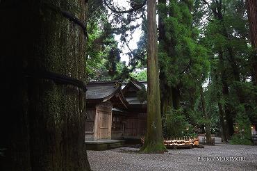 高千穂神社境内 の杉の巨木 高千穂神社境内 の杉の巨木