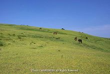 �s�䖦�@�쐶�n�@2009�N6���@01