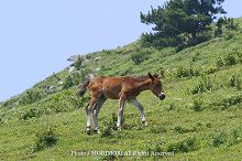 �s�䖦�@�쐶�n�@2009�N6���@04