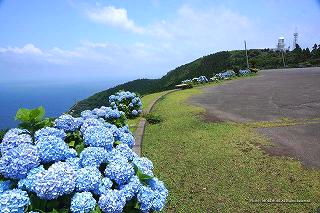 都井岬のアジサイ　2013年撮影　3