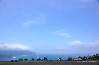 都井岬のアジサイ　2013年撮影　4