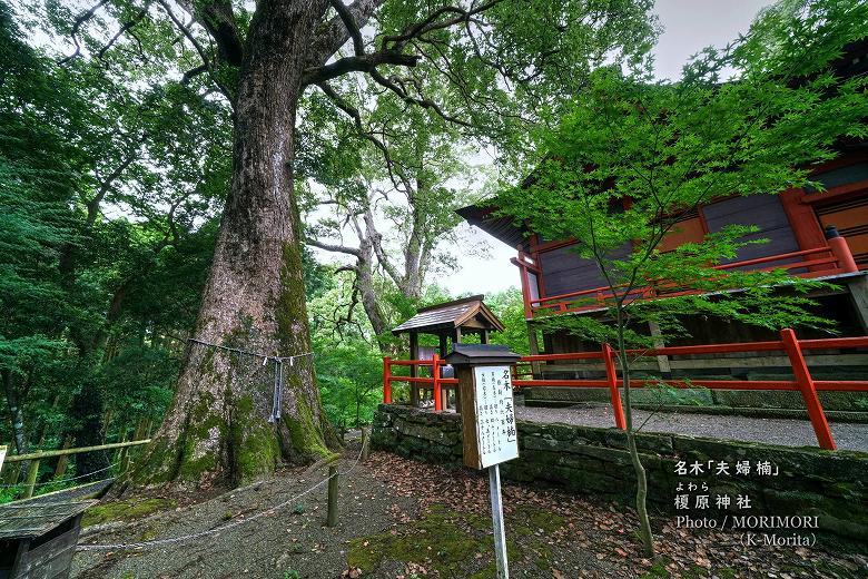 榎原神社（夫婦楠）