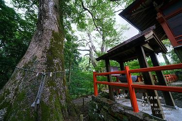 榎原神社（夫婦楠）