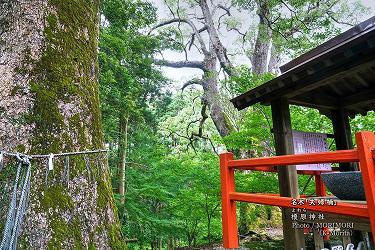 榎原神社（夫婦楠）