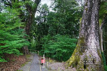 榎原神社 夫婦楠（女楠）
