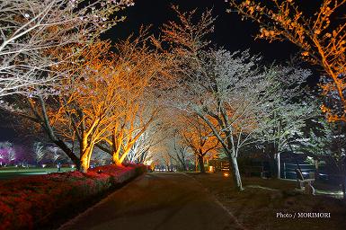 天ヶ城の夜桜　LEDライトアップ