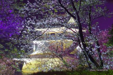 天ヶ城の夜桜　LEDライトアップ