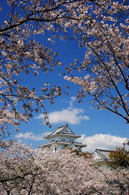 天ヶ城（あまがじょう）公園の桜