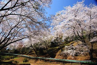 天ヶ城（あまがじょう）公園の桜