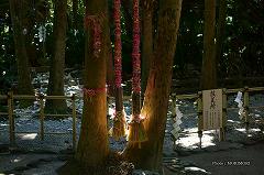 青島神社　産霊紙縒　夫婦ビロウの木