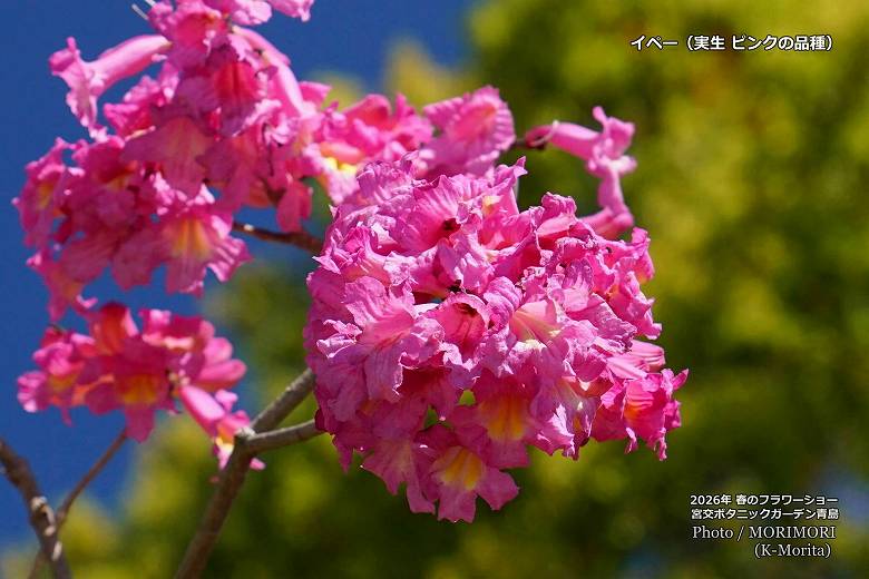 �C�y�[�̉ԁi�s���N�F�j�����M�ѐA�����i2026�N�B�e�j