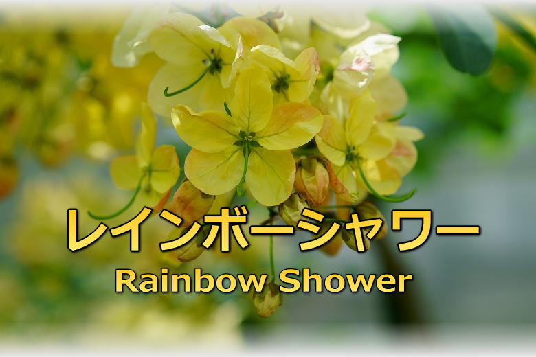 レインボーシャワー（RainbowShower） 青島亜熱帯植物園(宮交ボタニックガーデン青島)