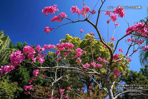 �C�y�[�̉ԁi�s���N�F�j�����M�ѐA�����i2026�N�B�e�j