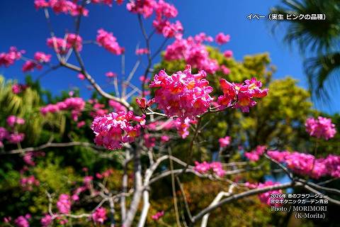 �C�y�[�̉ԁi�s���N�F�j�����M�ѐA�����i2026�N�B�e�j