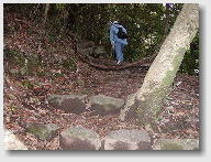 照葉樹林の中の遊歩道　-　結構石段の坂が多い
