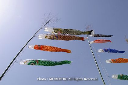 koinobori_06.jpg