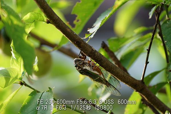 ¦Á7R II /¡¡FE 200-600mm F5.6-6.3 G OSS ¦Á7R II /¡¡FE 200-600mm F5.6-6.3 G OSS