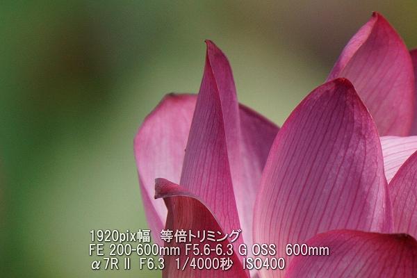 FE 200-600mm F5.6-6.3 G OSS