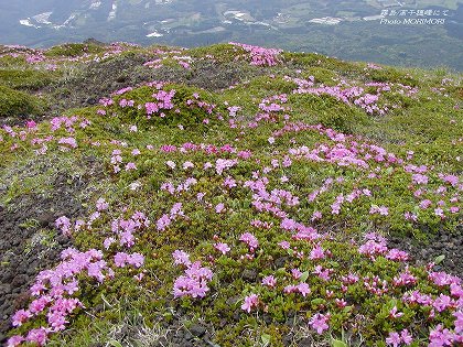 高千穂峰山頂ミヤマキリシマ