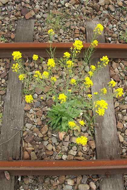 高千穂鉄道線路と菜の花