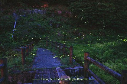 小林市 出の山公園のホタル 02