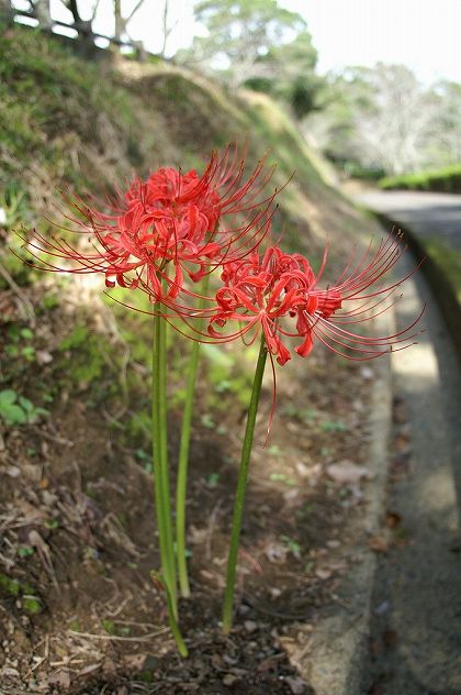 彼岸花