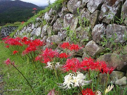 彼岸花 坂元棚田