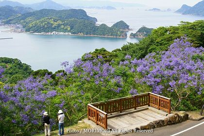ジャカランダの花 宮崎県 道の駅なんごうにて 02