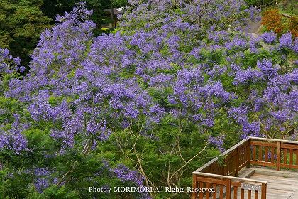 ジャカランダの花 宮崎県 道の駅なんごうにて 03