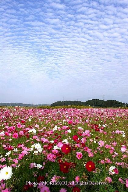 生目の杜運動公園付近のコスモス1