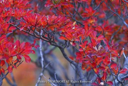 大浪池の紅葉 04