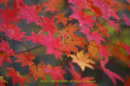大浪池の紅葉 05