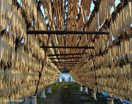 大根櫓 宮崎県田野町