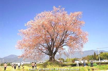 ヤマザクラ 国富町 大坪の一本桜