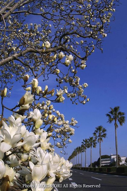 ハクモクレンの花 宮崎県宮崎市にて その一