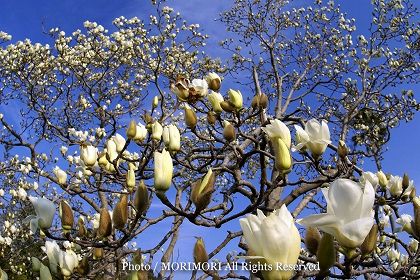 ハクモクレンの花 宮崎県宮崎市にて その二