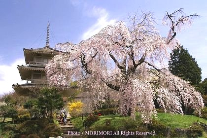 浄専寺のシダレザクラ 昼 05