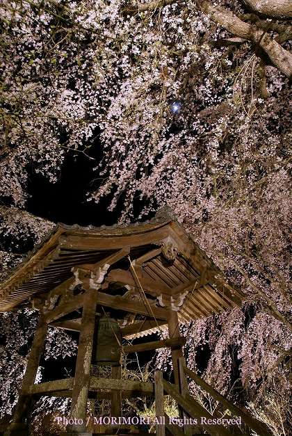 浄専寺のシダレザクラ 夜 鐘つき堂周辺