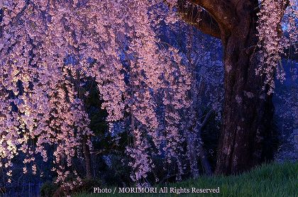 浄専寺のシダレザクラ 夜 ライトアップ 正面幹付近